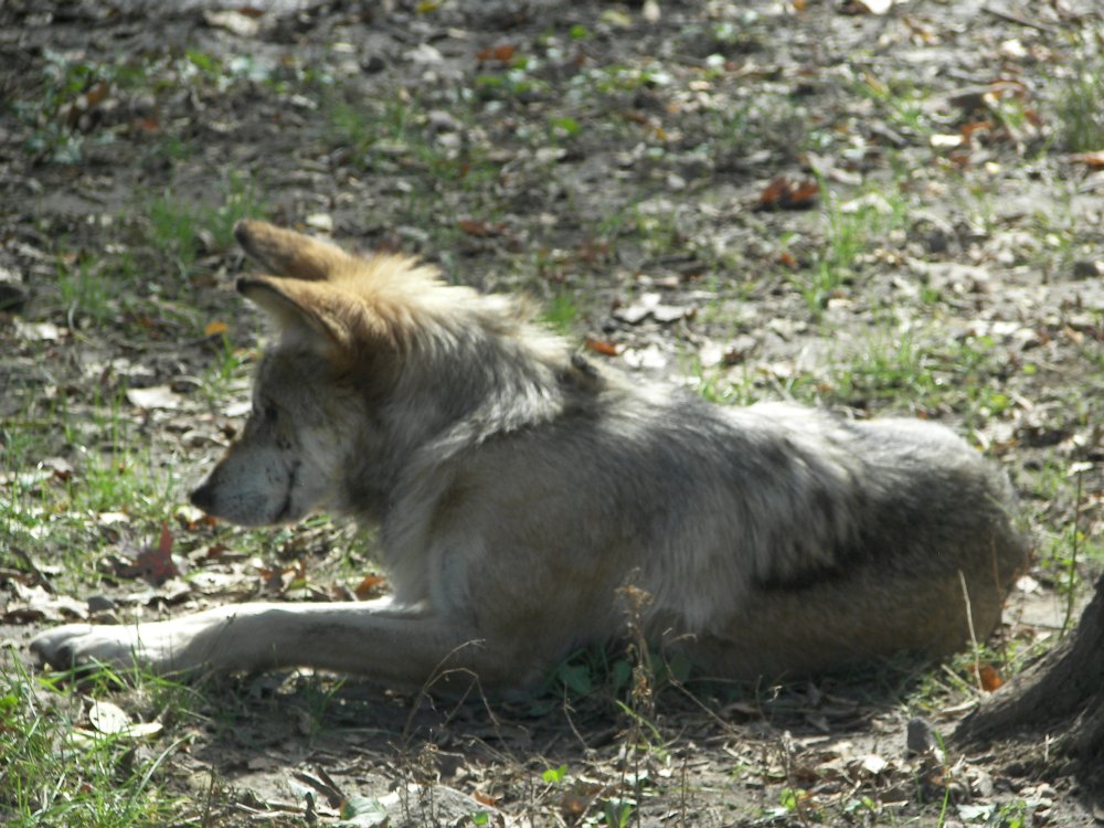 Mexican Wolf