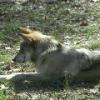 Mexican Wolf