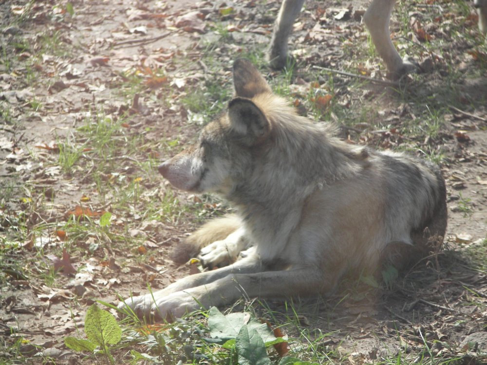 Mexican Wolf