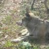 Mexican Wolf