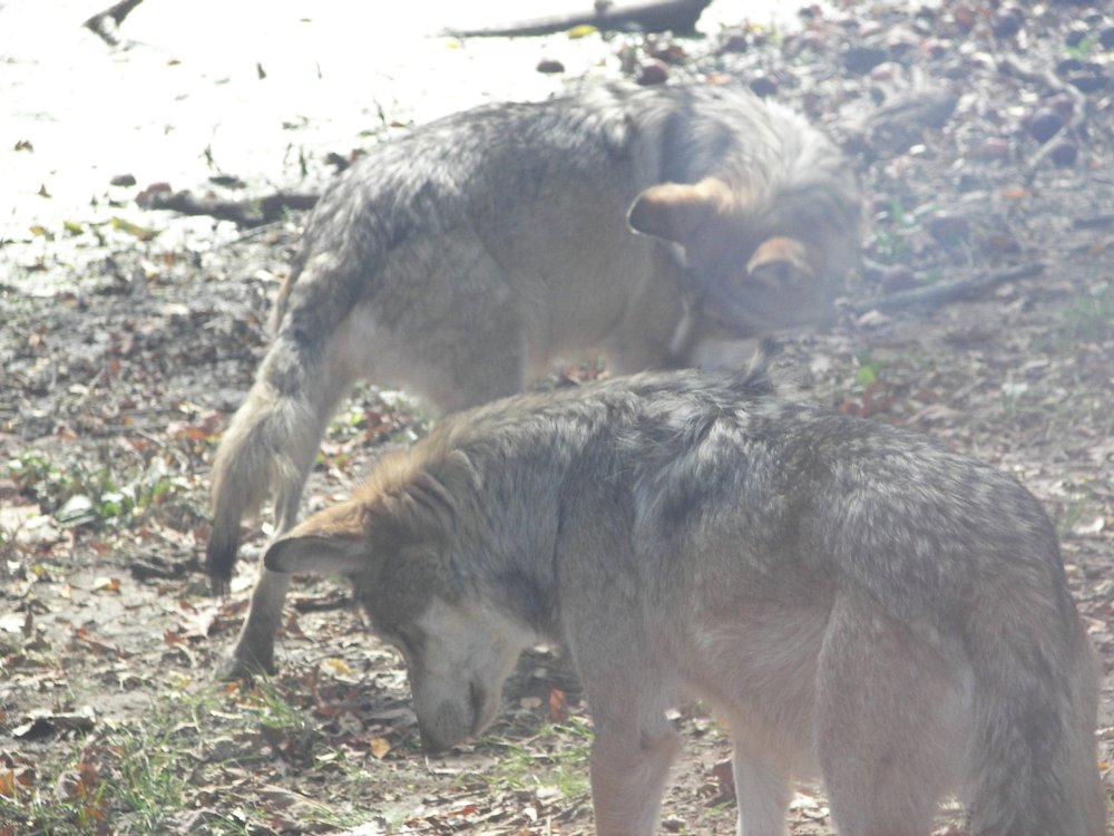 Mexican Wolf