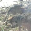 Mexican Wolf