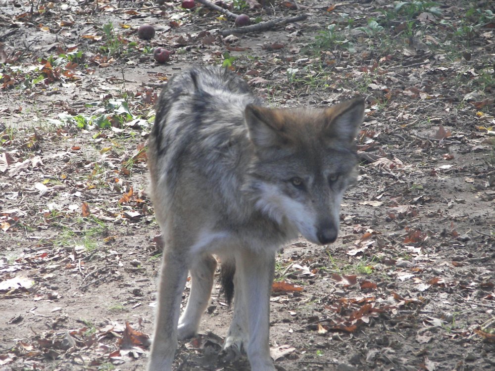 Mexican Wolf