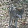 Mexican Wolf
