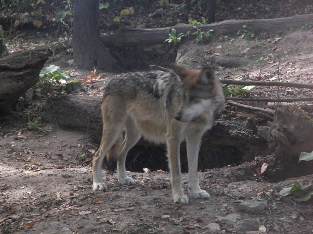 Mexican Wolf