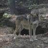 Mexican Wolf