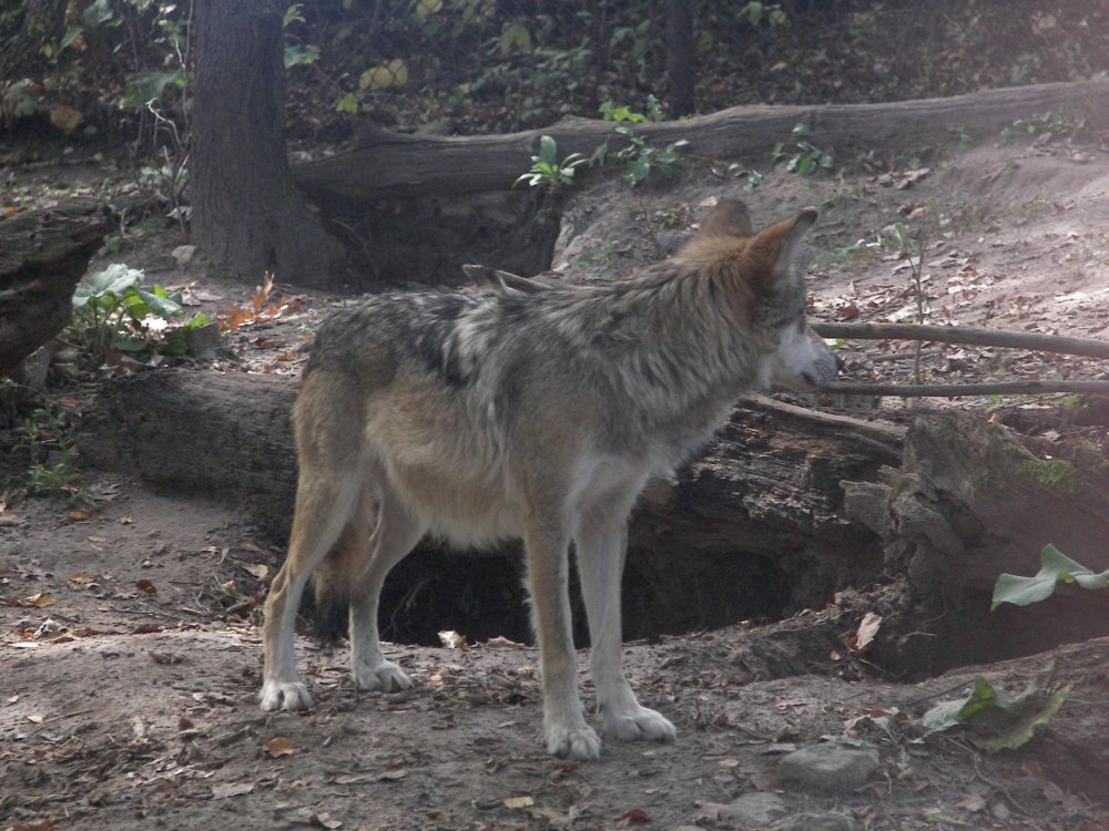 Mexican Wolf