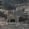 Mexican Wolf