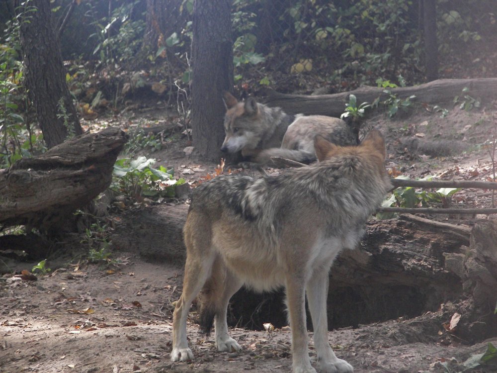 Mexican Wolf