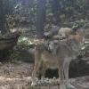 Mexican Wolf