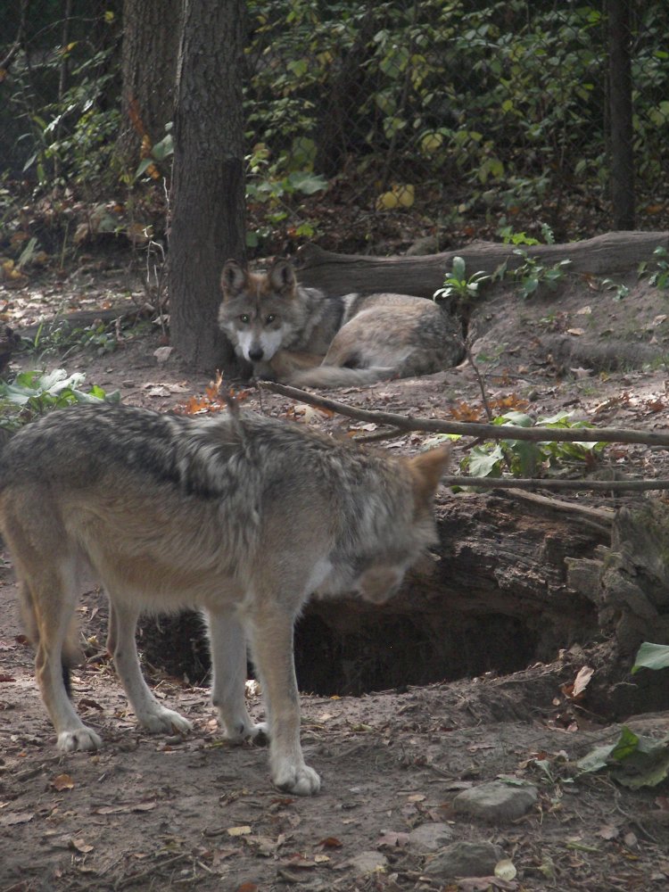 Mexican Wolf