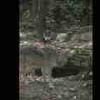 Mexican Wolf