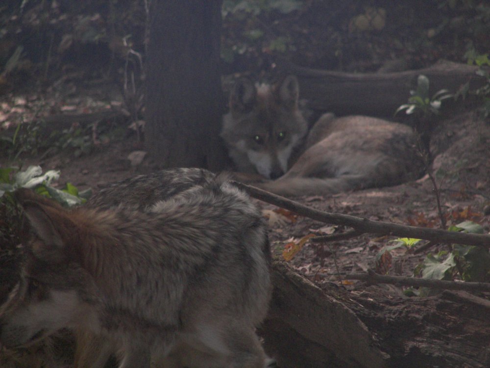 Mexican Wolf