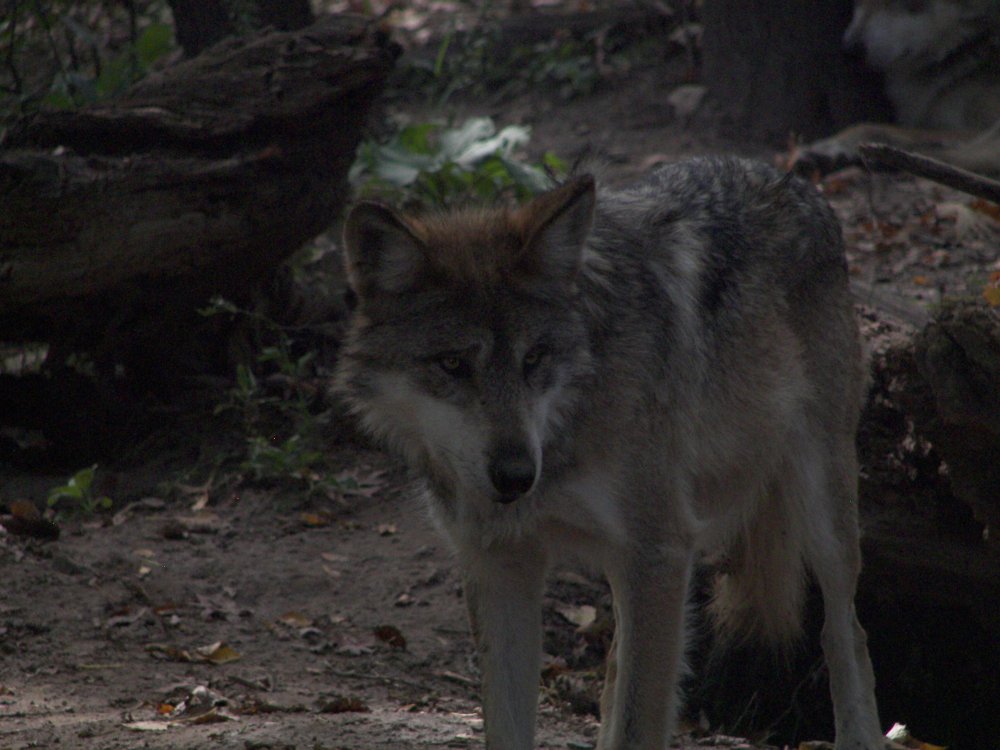 Mexican Wolf