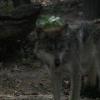 Mexican Wolf