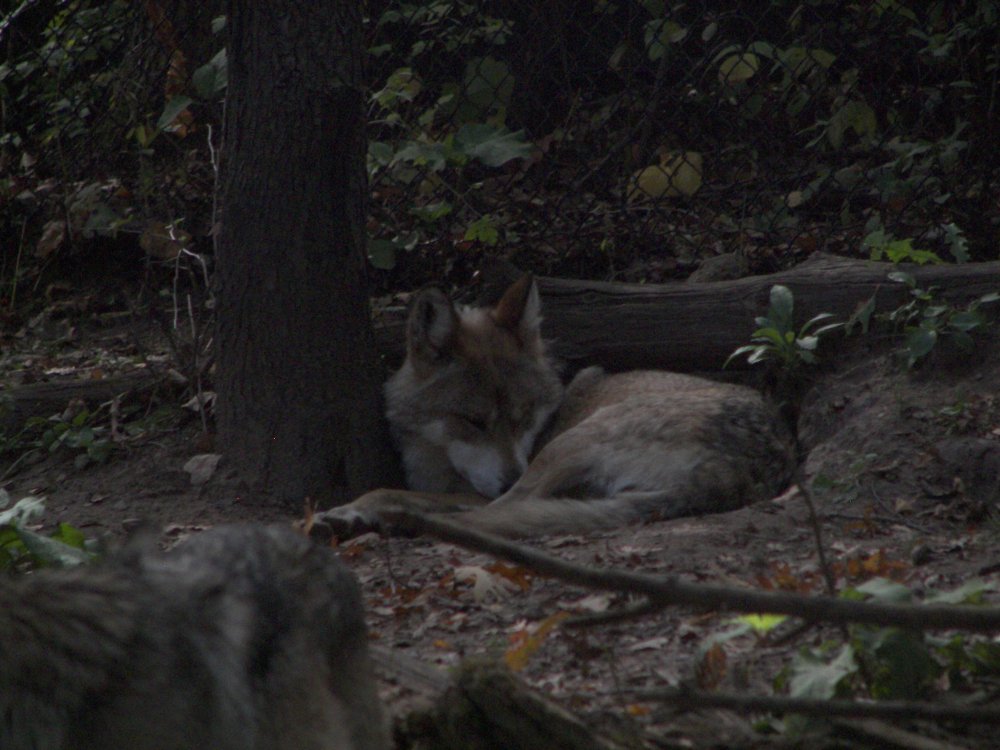 Mexican Wolf