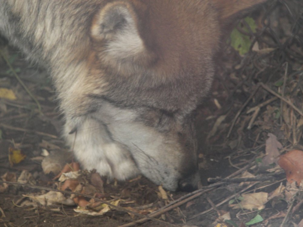 Mexican Wolf