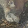 Mexican Wolf