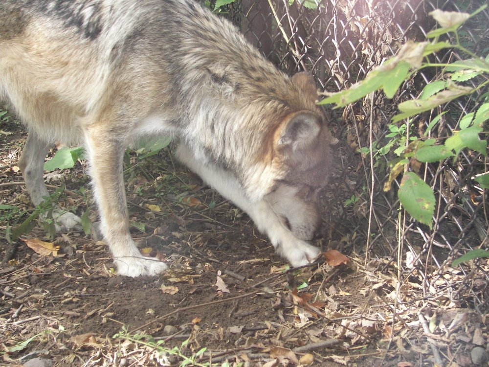 Mexican Wolf