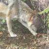 Mexican Wolf