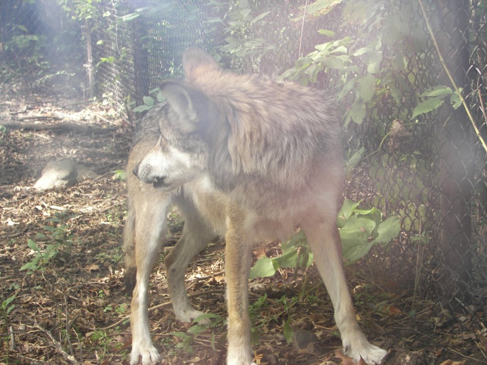 Mexican Wolf