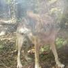 Mexican Wolf