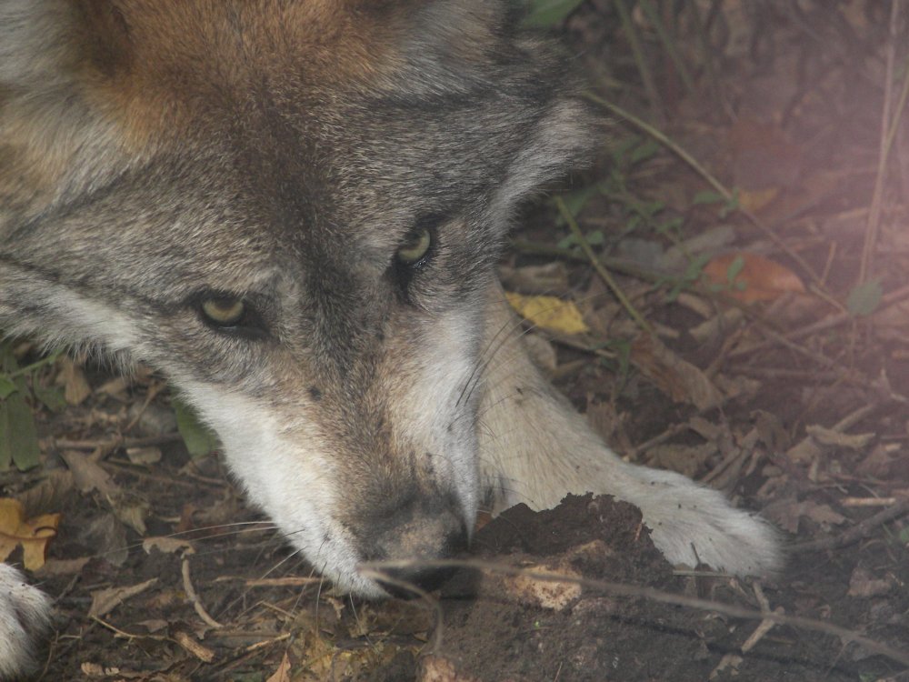 Mexican Wolf