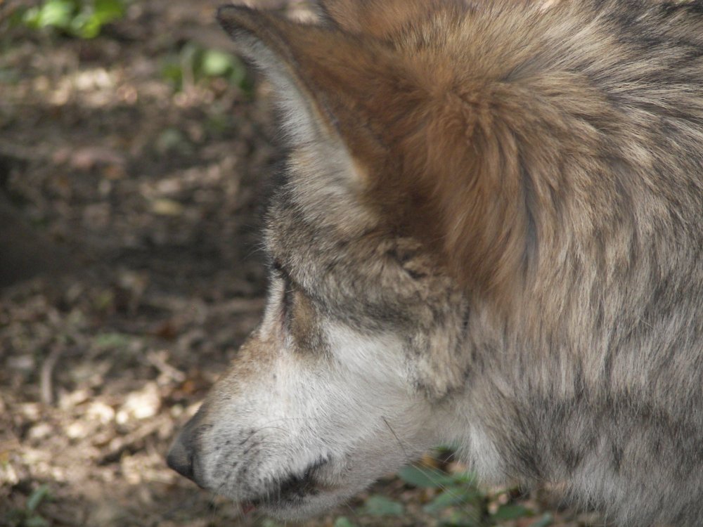 Mexican Wolf