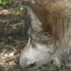 Mexican Wolf