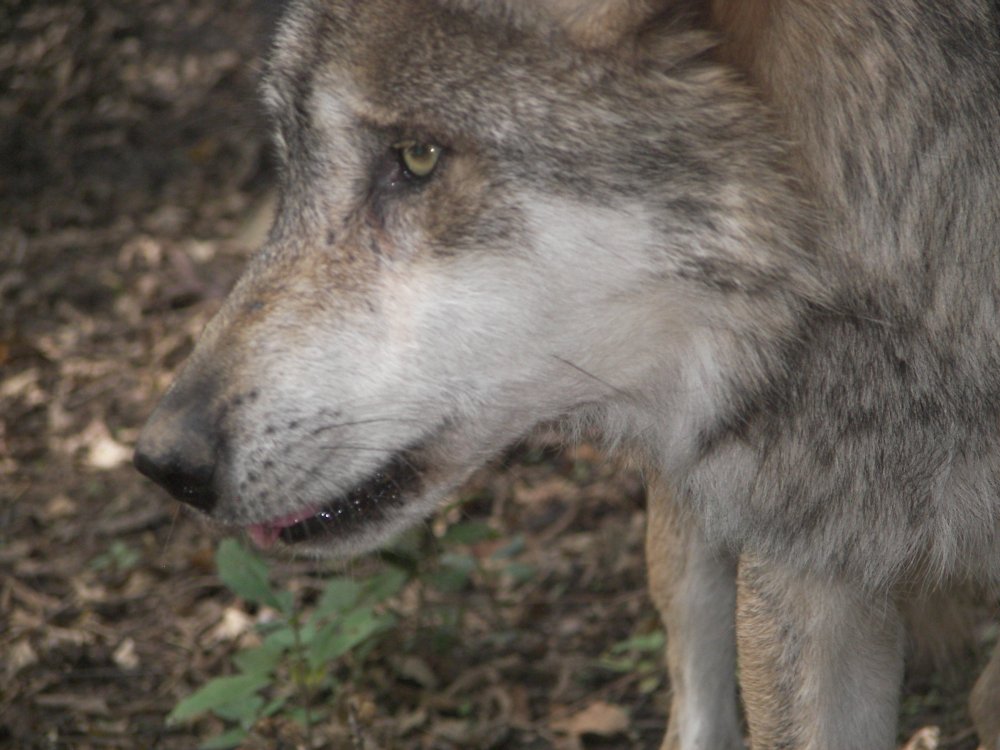 Mexican Wolf