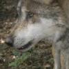 Mexican Wolf
