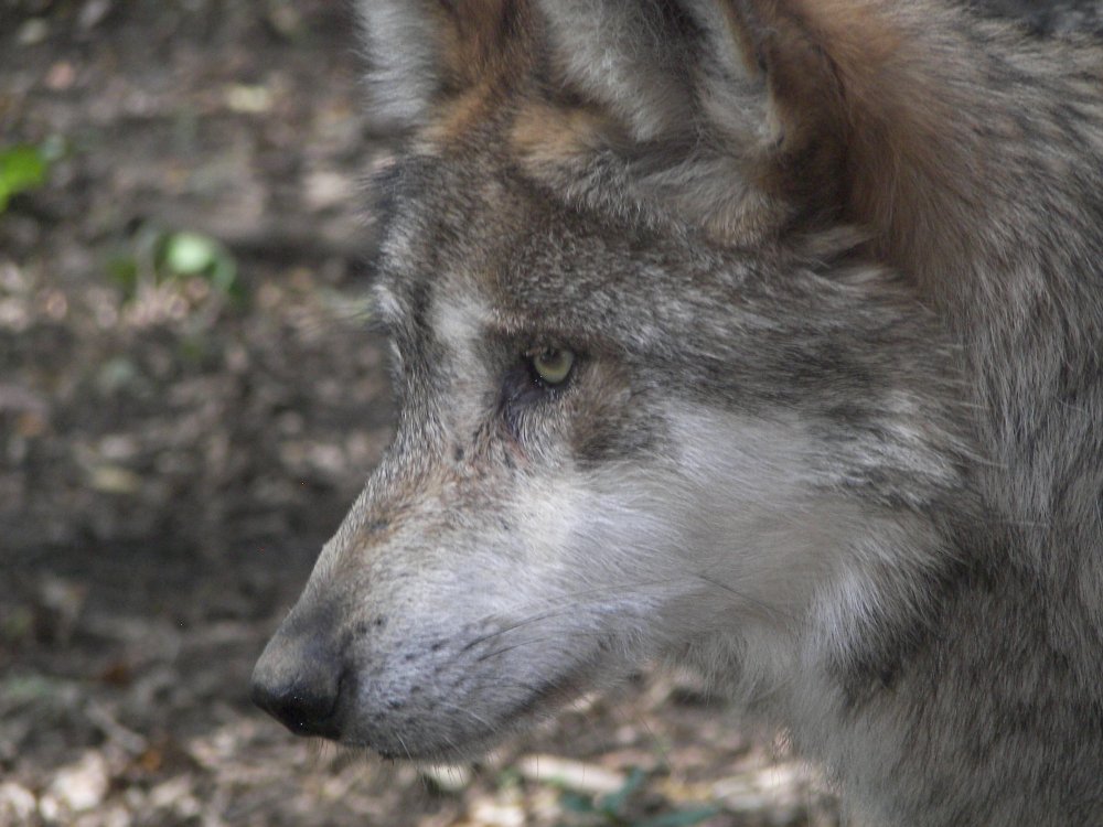 Mexican Wolf