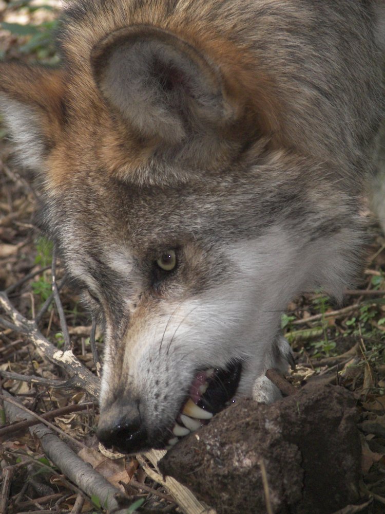 Mexican Wolf