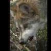 Mexican Wolf