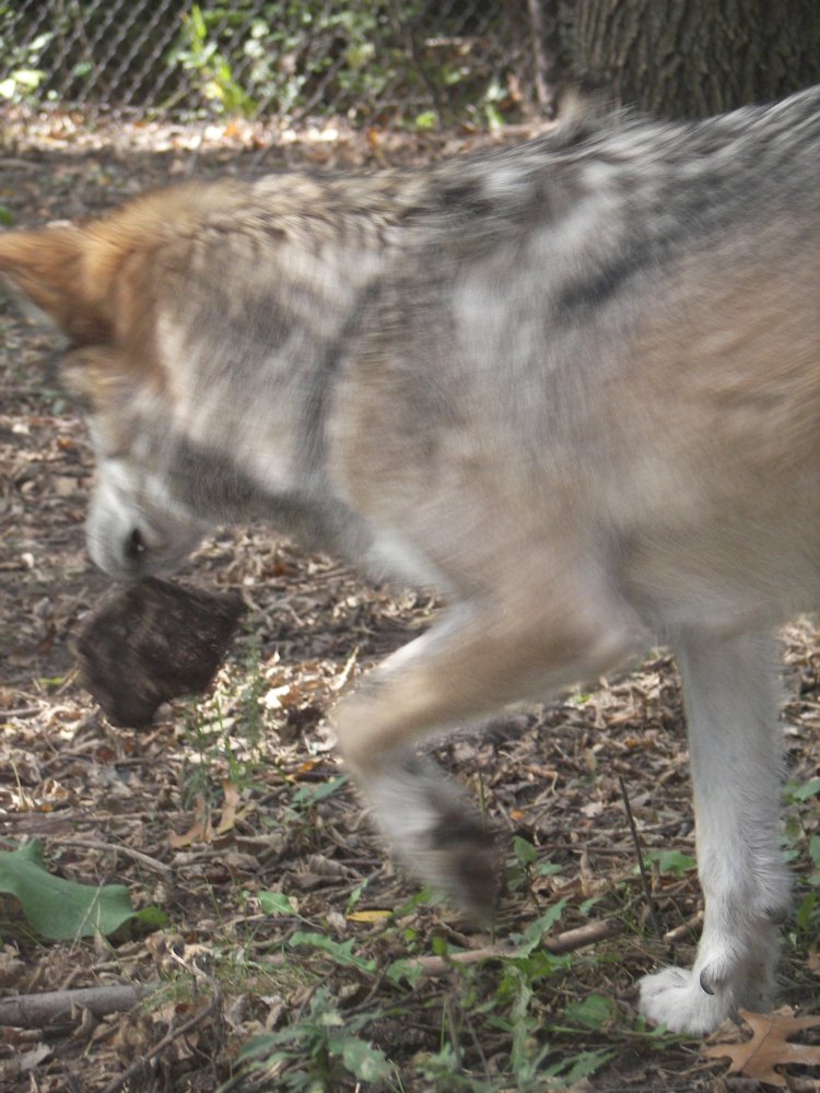 Mexican Wolf