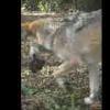 Mexican Wolf