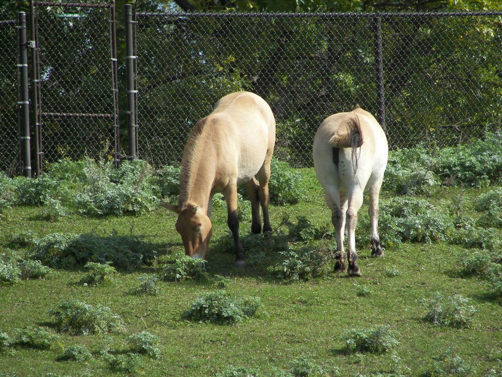 Asian Wild Horse