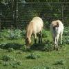 Asian Wild Horse