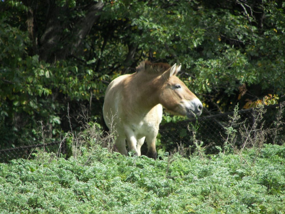 Asian Wild Horse