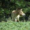 Asian Wild Horse