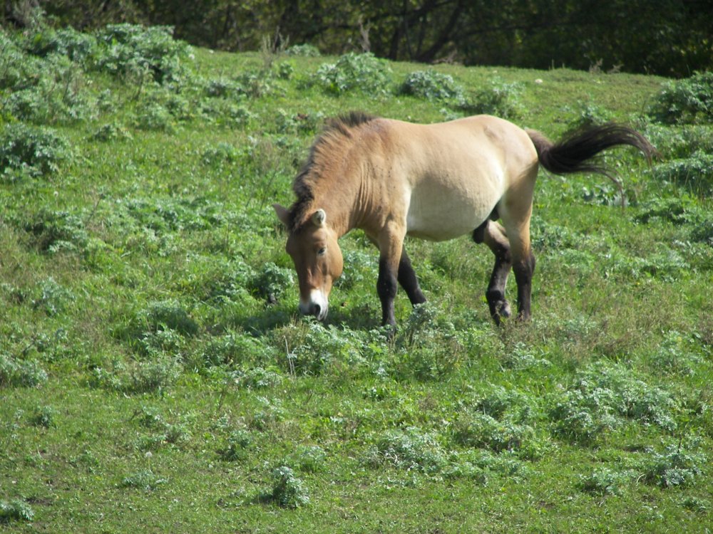 Asian Wild Horse