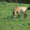Asian Wild Horse