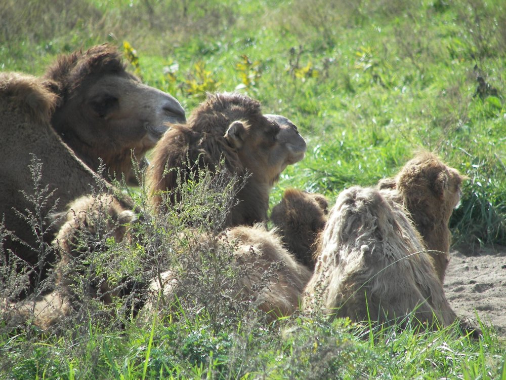 Bactrian Camel