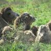 Bactrian Camel