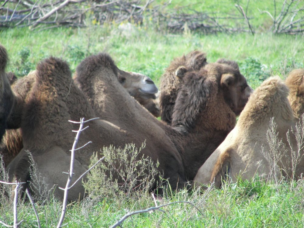 Bactrian Camel