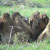 Bactrian Camel