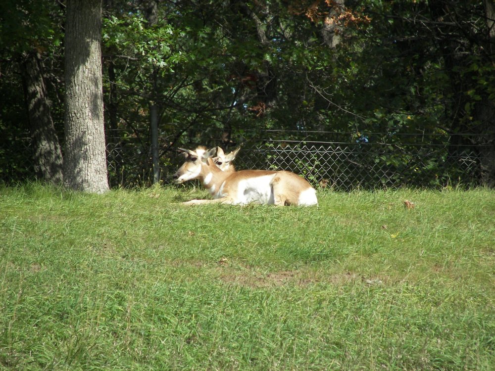 Pronghorn