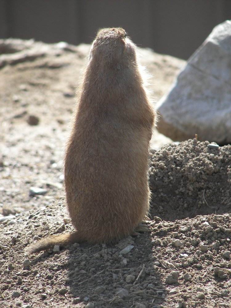 Prairie Dog