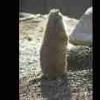 Prairie Dog