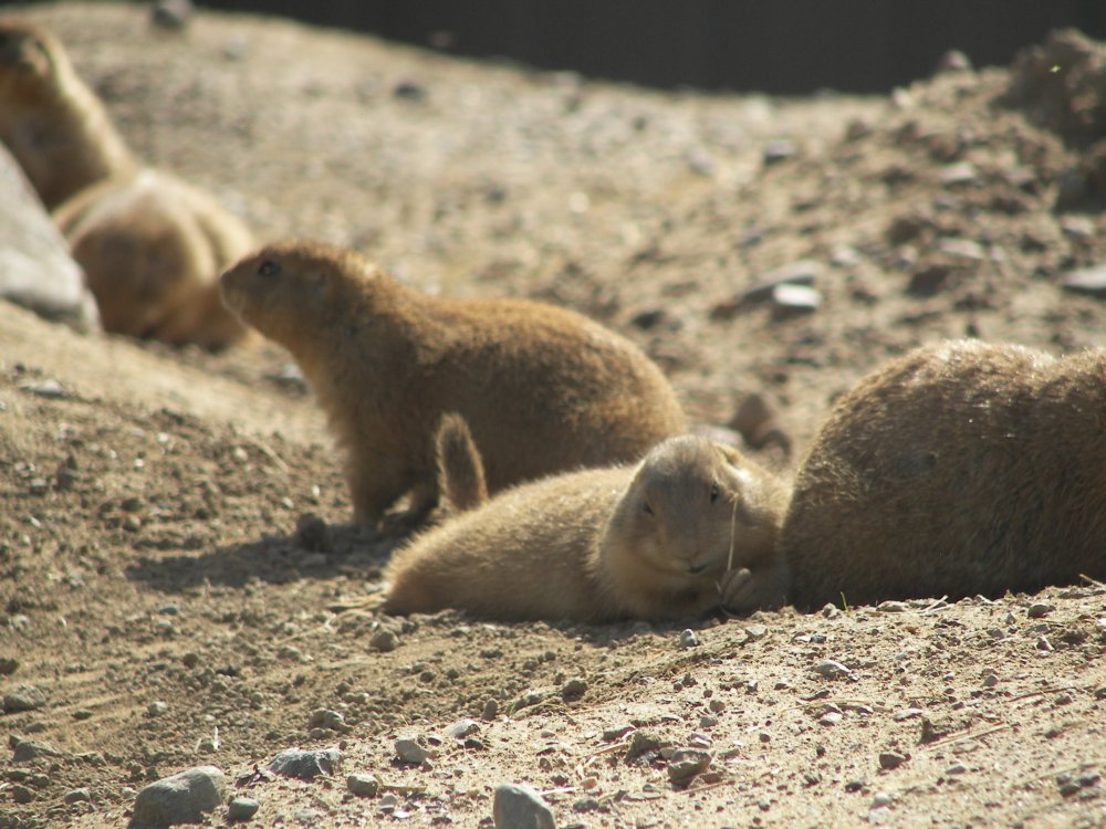 Prairie Dog